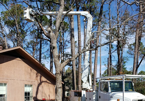 Bucket Truck Removing Tree Limbs